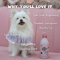 Load image into Gallery viewer, CELEBRITY BABY (Paw Malone Scent) β Luxury Shampoo for White Dogs | Tangle-Free, Silky Coat, Shedding & Tear Stain Control